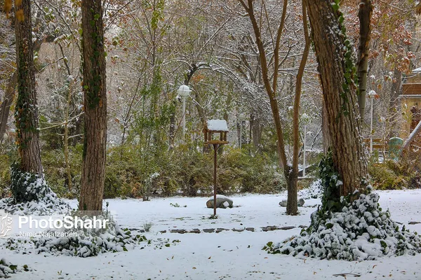 تصاویری زیبا از آشیانه پرندگان در بوستان‌های مشهد
