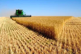برداشت گندم از گندمزار&zwnj;های خراسان رضوی پایان یافت