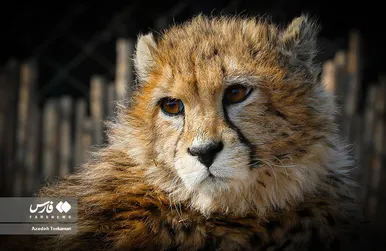 ۹ ماهگی «پیروز»