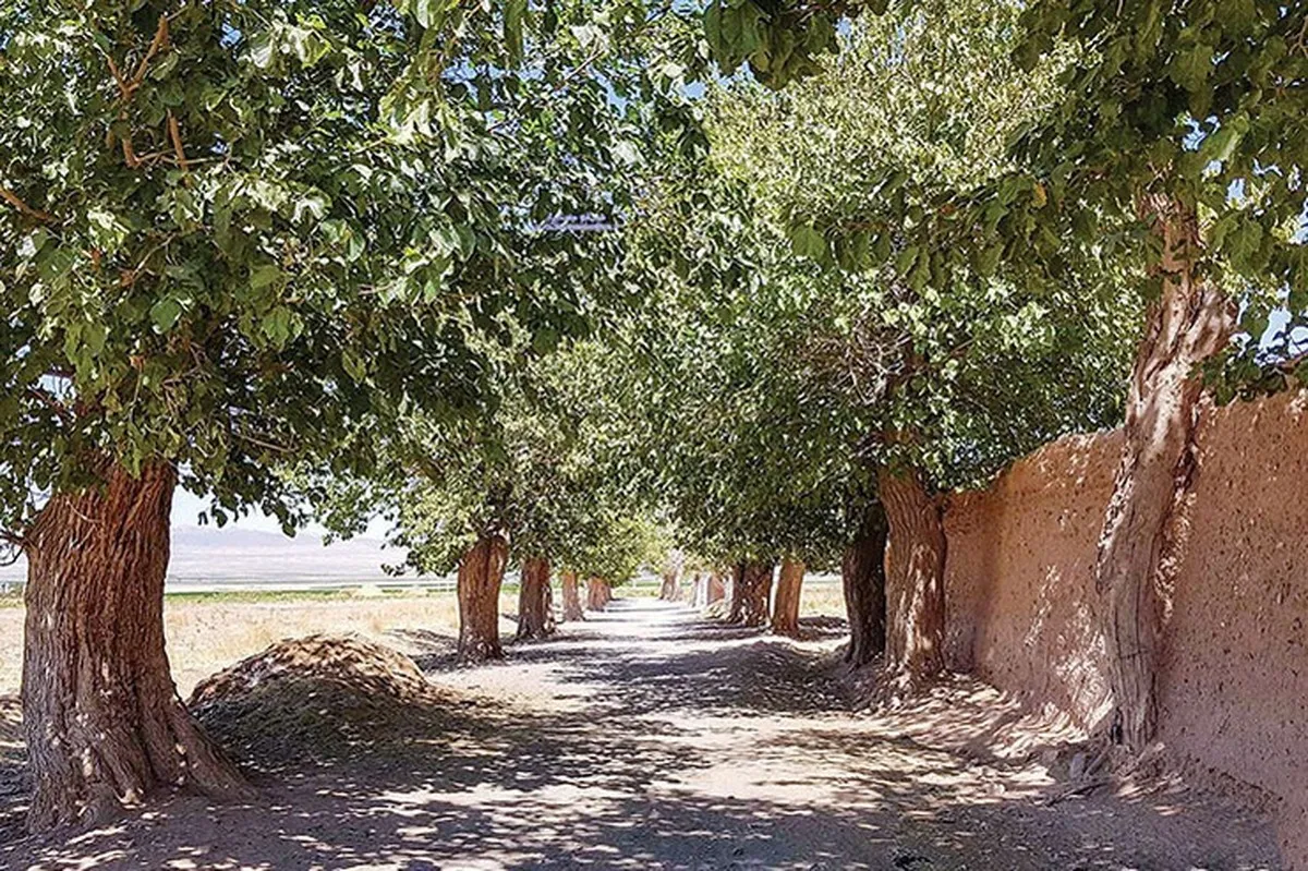 میزان انتشار دی اکسید کربن از طریق درختان در چه شرایطی تغییر می‌کند؟