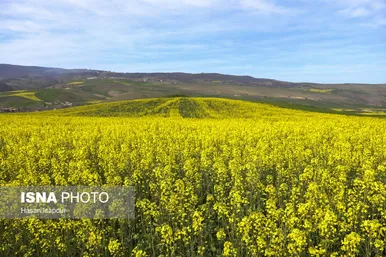 ایران زیباست | کشت کلزا در مناطق کوهستانی دودانگه - مازندران