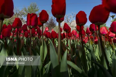 ایران زیباست | دهمین جشنواره لاله‌های کرج