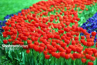رویش لاله های بهاری در مشهد
