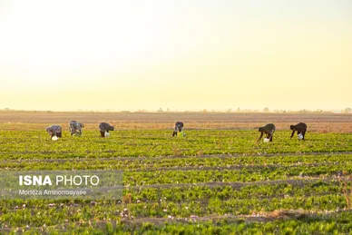 ایران زیباست | طلای سرخ نیشابور