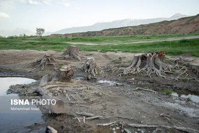 گزارش تصویری | قطع گسترده درختان روستای «اسکان» - شازند