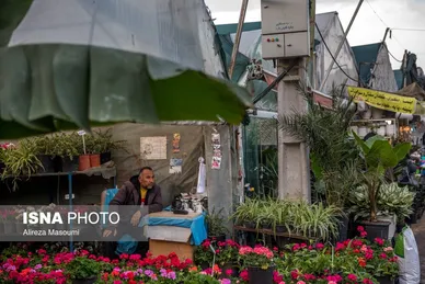 بازار گل محلاتی تهران در آستانه سال نو