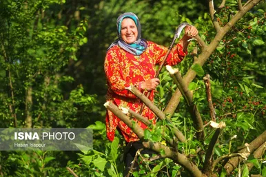 گزارش تصویری | نوغانداری، تولید ثروت از کرم ابریشم
