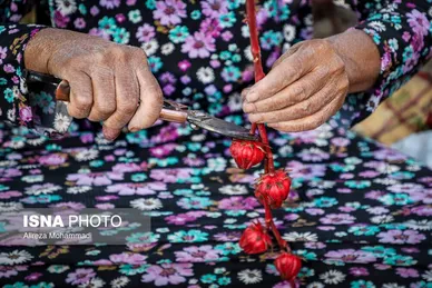 ایران زیباست | برداشت چای ترش در شهرستان کارون