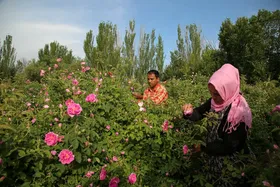 برداشت سه هزار تن گل محمدی از مزارع خراسان رضوی | عملکرد ۲.۵ تنی در هر هکتار