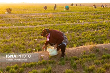 ایران زیباست | طلای سرخ نیشابور
