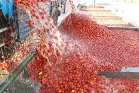 با رب&zwnj;گیری در میادین میوه برخورد می&zwnj;شود