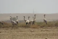 دُرنا؛ مهمان نوروزی مراتع گنبدکاووس