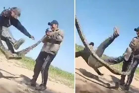 ویدئو | طناب&zwnj;بازی با مار بوآی زنده!