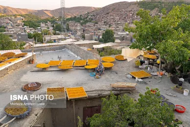 ایران زیباست | «خرو» بزرگ‌ترین تولیدکننده آلو در کشور