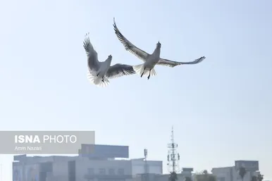 ایران زیباست | پرندگان پل سفید اهواز