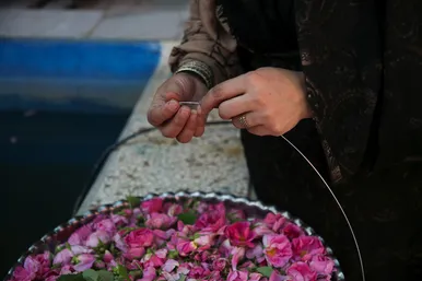 برداشت گل محمدی در روستای فرخد