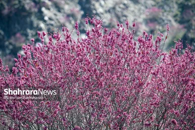 ایران زیباست | «ارغوان» پنجه‌ی خونین زمین