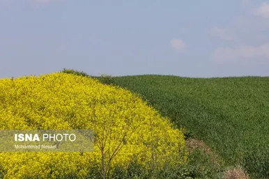 ایرانِ زیبا | «کلزای» بهاری در گلستان