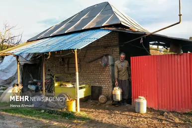 برداشت نیشکر در مازندران