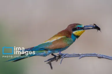 گزارش تصویری | دنیای پرندگان