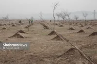 مدیرکل منابع طبیعی خراسان رضوی: ۴۰۰ هزار اصله نهال از ابتدای هفته توزیع شد