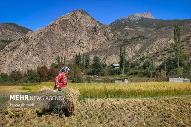 گزارش تصویری | برداشت سنتی برنج در سوادکوه