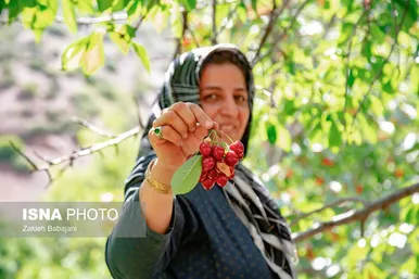 ایران زیباست | برداشت گیلاس در روستای بندبن