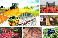 جنگ صهیونی-آمریکایی علیه ایران قیمت محصولات کشاورزی در بازار جهانی را افزایش داد