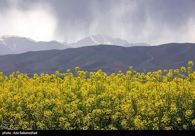 ایران زیباست | کشت کلزا در شهرستان سلسله - لرستان