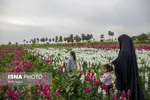 مزرعه گل شب‌بو در شهرستان حمیدیه