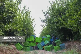 گزارش تصویری | برداشت نارنگی از باغات هاشم&zwnj;آباد گرگان