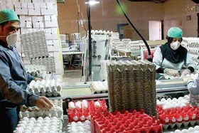 گزارشی از پشت پرده بحران تولید تخم&zwnj;مرغ در خراسان&zwnj;رضوی