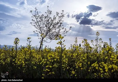 ایران زیباست | کشت کلزا در شهرستان سلسله - لرستان