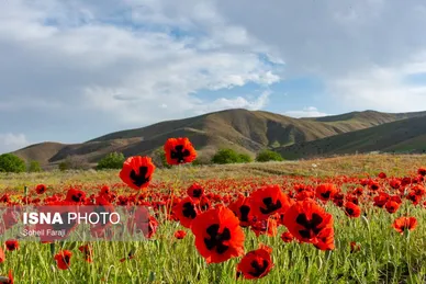 ایران زیباست | طبیعت هزار رنگ جلگه ارومیه