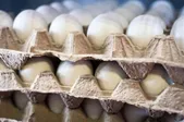 اتحادیه مرغداران خواهان افزایش قیمت تخم‌مرغ به ۲۵۰ هزار تومان شد