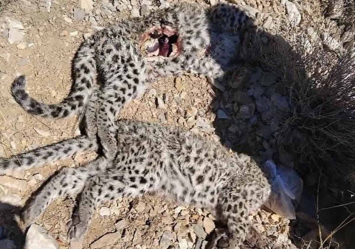 مشاهده لاشه دو توله پلنگ ایرانی در پارک ملی خَبر کرمان
