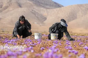 مطالبات باقی مانده زعفرانکاران خراسان رضوی چه زمانی پرداخت می&zwnj;شود؟