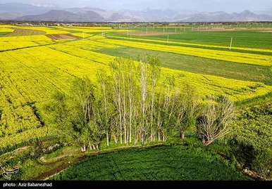 ایران زیباست | کشت کلزا در شهرستان سلسله - لرستان