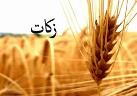 چندوچون پرداخت زکات گندم در فصل برداشت در مشهد