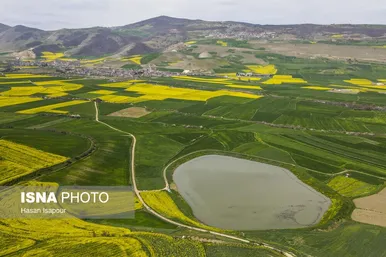 ایران زیباست | کشت کلزا در مناطق کوهستانی دودانگه - مازندران