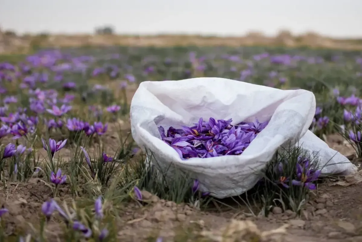زخم بحران آب بر تن تولیدات زعفران خراسان رضوی