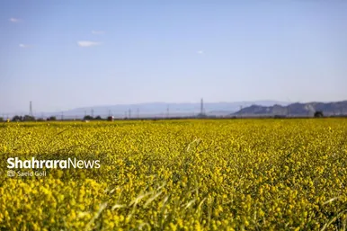 گزارش تصویری | مزارع «کلزا» در نزدیکی مشهد
