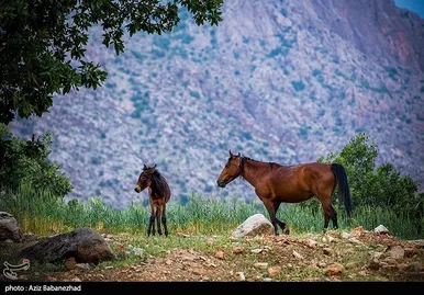 عبور عشایر از خرم آباد