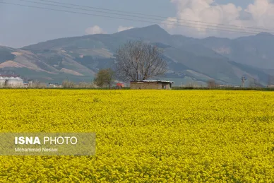 ایرانِ زیبا | «کلزای» بهاری در گلستان