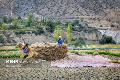 گزارش تصویری | برداشت سنتی برنج در سوادکوه