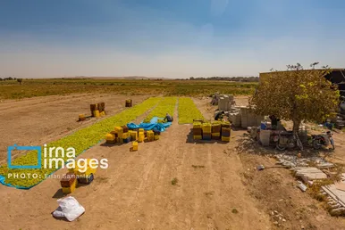 گزارش تصویری | برداشت انگور در شهر تاکستان قزوین