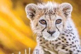 چه دلبری&zwnj;ها که دوربینی برای شکارشان نیست