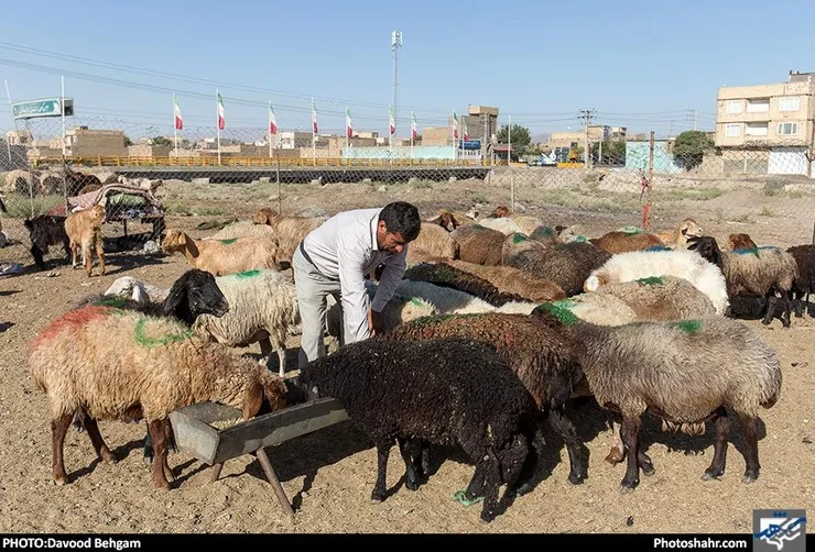  برخورد با عرضه غیرمجاز دام در مشهد| اجرای گشت مشترک برای جلوگیری و مقابله با متخلفان