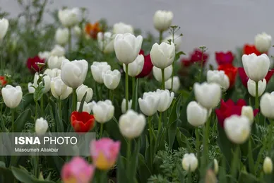 ایران زیباست | دهمین جشنواره لاله‌های کرج