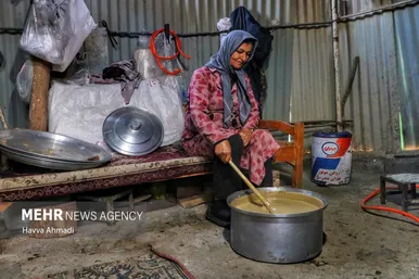 برداشت نیشکر در مازندران